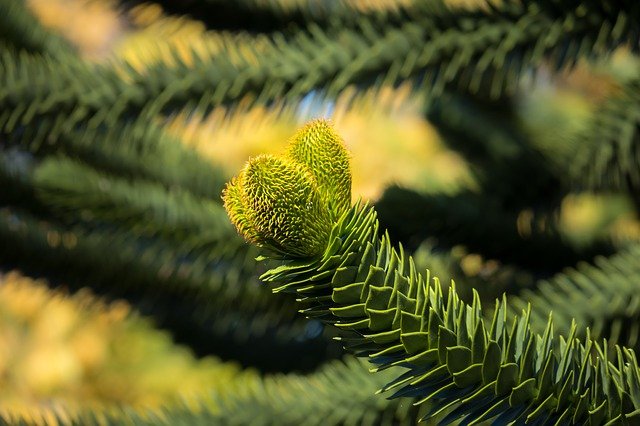 ARAUCARIA . Fiches fleurs et plantes