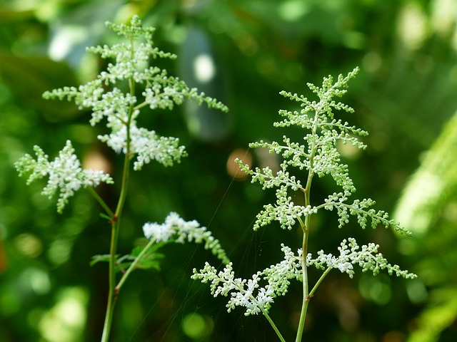 ARUNCUS, BARBE DE BOUC . Fiches fleurs et plantes
