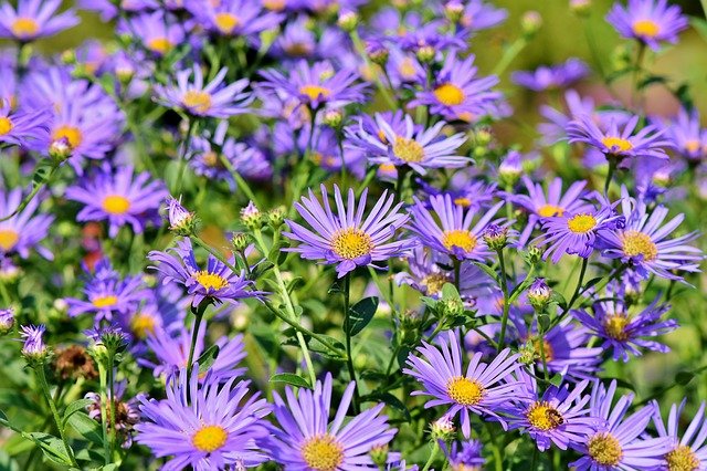 ASTERS . Fiches fleurs et plantes