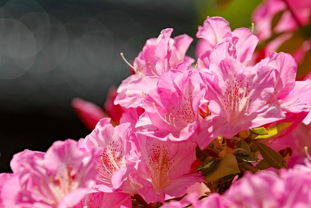 AZALÉE DU JAPON . Fiches fleurs et plantes