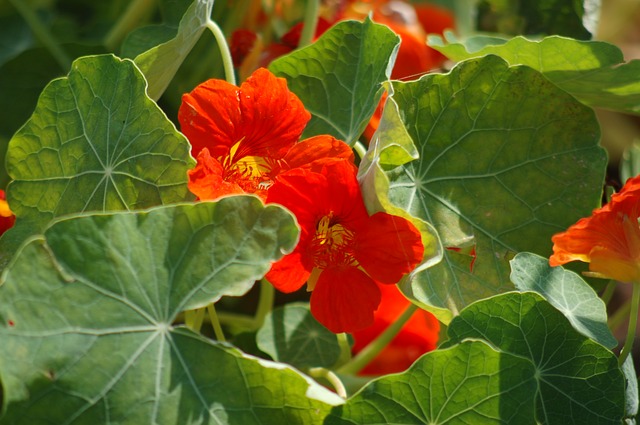 CAPUCINE . Fiches fleurs et plantes