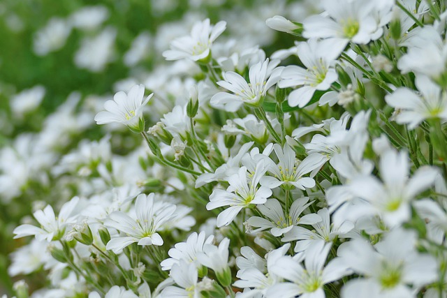 CÉRAISTE TOMENTEUX, CERASTIUM TOMENTOSUM . Fiches fleurs et plantes