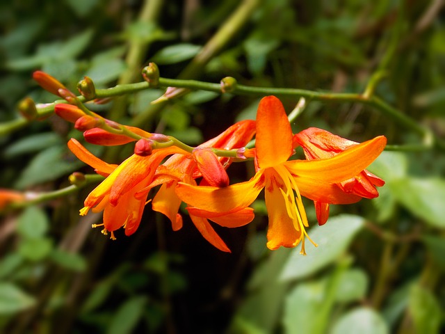 CROCOSMIA . Fiches fleurs et plantes