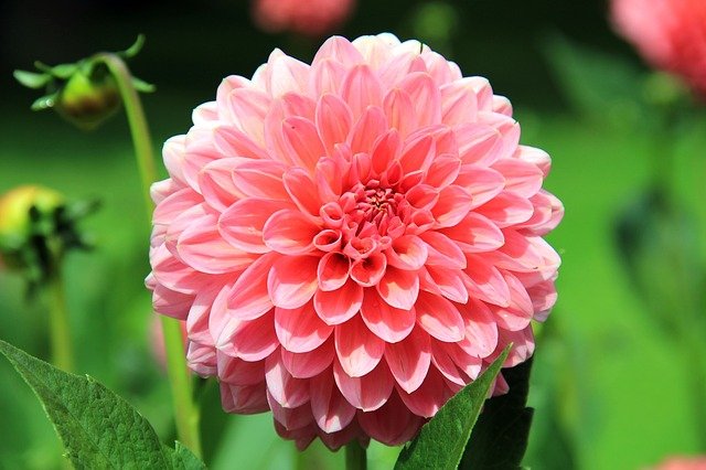 DAHLIA . Fiches fleurs et plantes