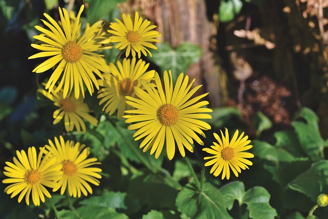 DORONIC . Fiches fleurs et plantes