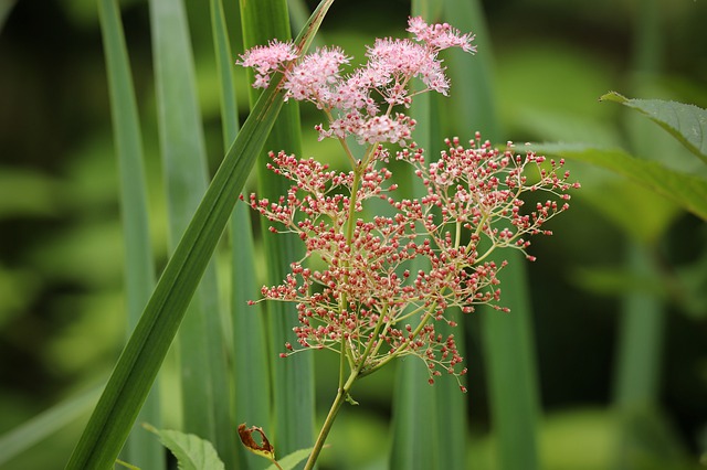 FILIPENDULA RUBRA . Fiches fleurs et plantes
