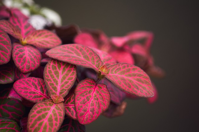 FITTONIA . Fiches fleurs et plantes