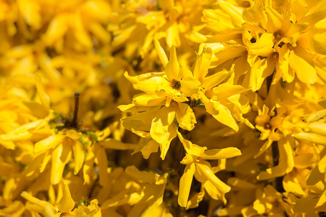 FORSYTHIA . Fiches fleurs et plantes