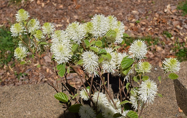 FOTHERGILLA . Fiches fleurs et plantes