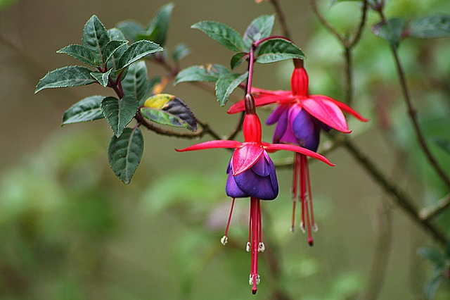 FUCHSIA . Fiches fleurs et plantes