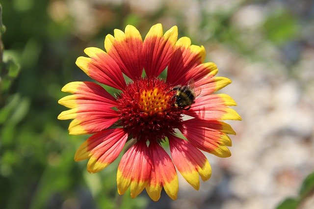 GAILLARDE . Fiches fleurs et plantes