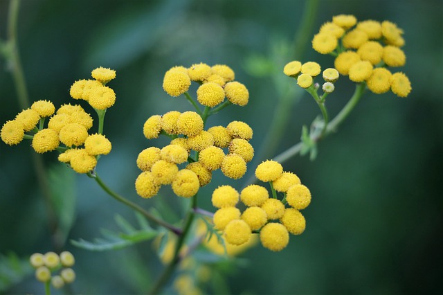 HÉLICHRYSE OU IMMORTELLE (HELICHRYSUM) . Fiches fleurs et plantes