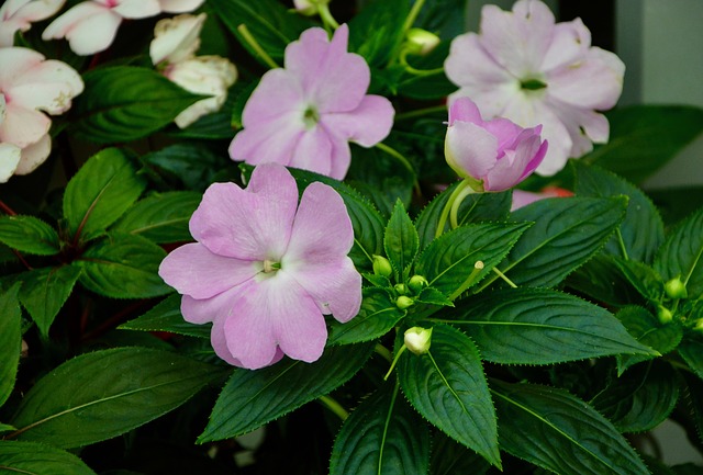IMPATIENCE, IMPATIENS . Fiches fleurs et plantes