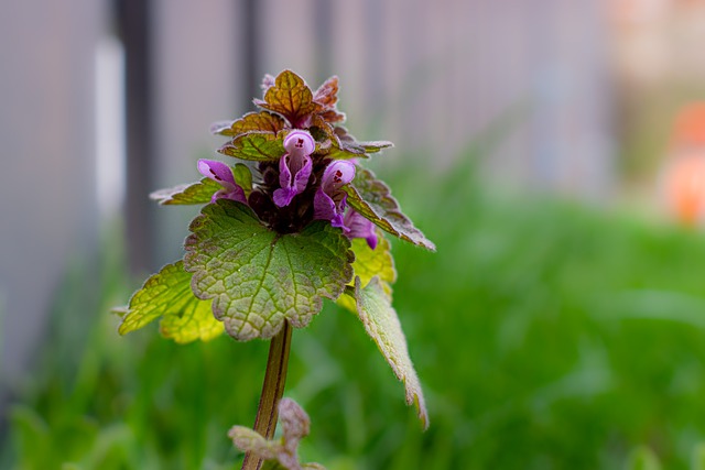 LAMIER . Fiches fleurs et plantes