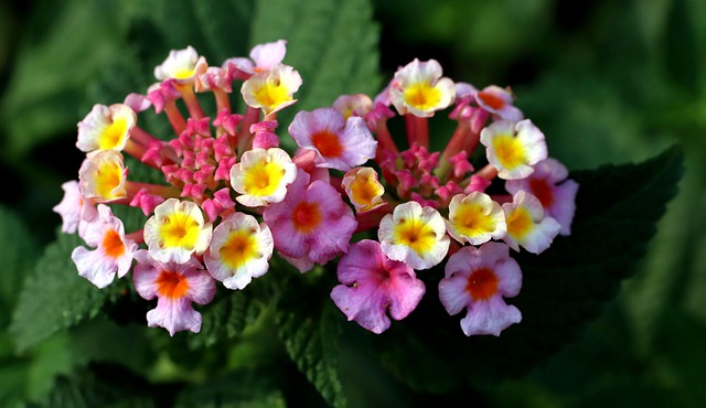 LANTANA . Fiches fleurs et plantes