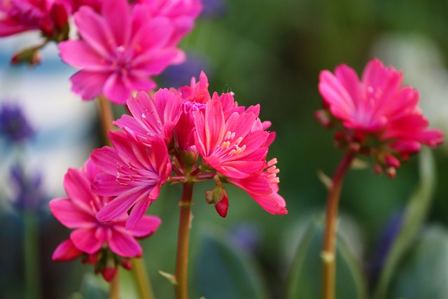 LEWISIA . Fiches fleurs et plantes