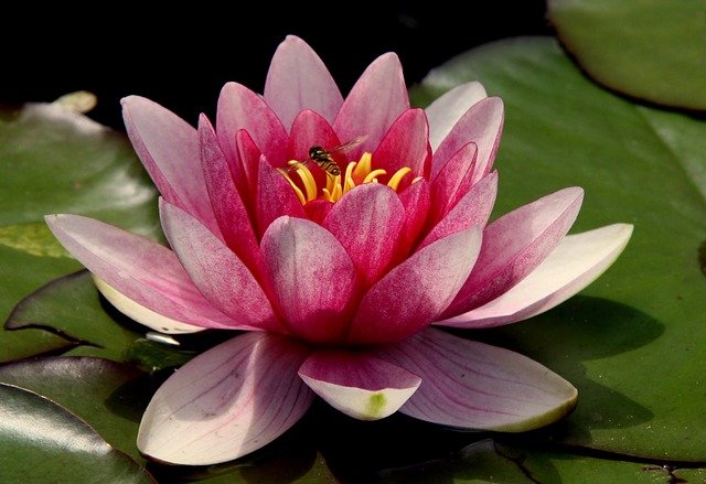 LOTUS . Fiches fleurs et plantes