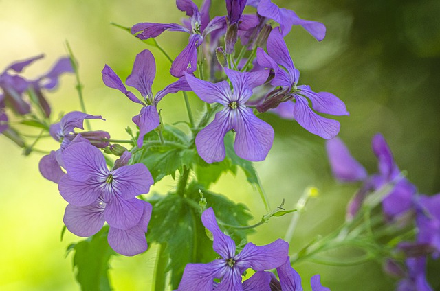 LUNAIRE, MONNAIE DU PAPE . Fiches fleurs et plantes