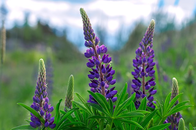LUPIN . Fiches fleurs et plantes