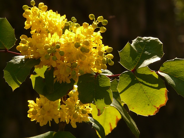 MAHONIA . Fiches fleurs et plantes