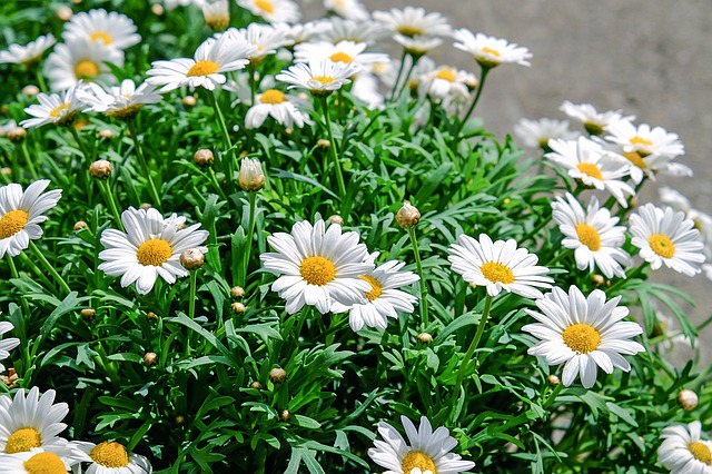 MARGUERITE . Fiches fleurs et plantes