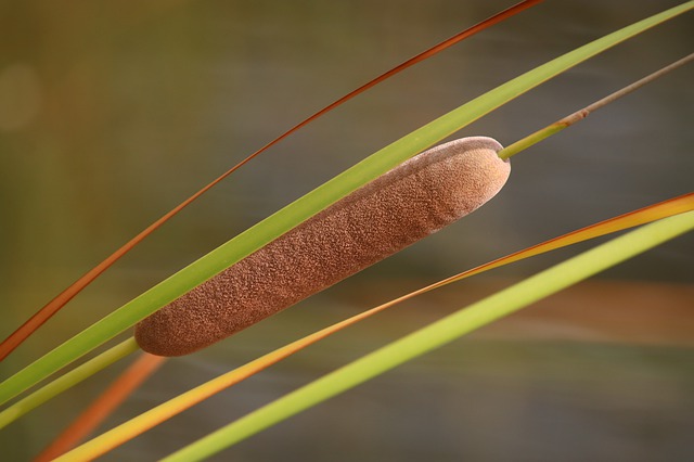 MASSETTE, TYPHA . Fiches fleurs et plantes