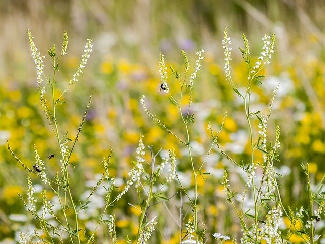 MÉLILOT JAUNE OU BLANC . Fiches fleurs et plantes