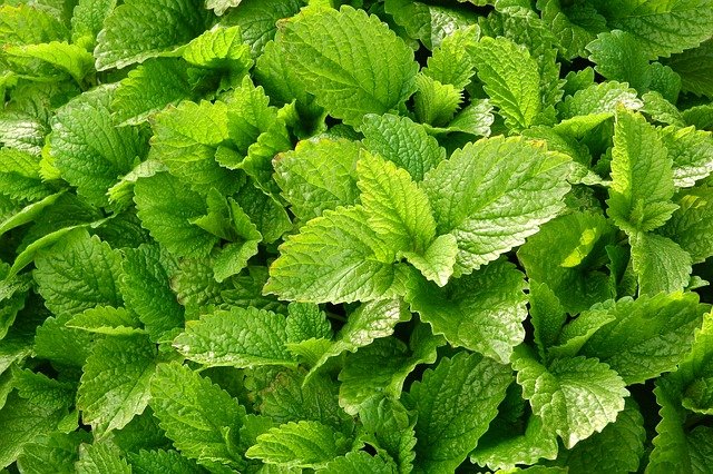 MÉLISSE OFFICINALE . Fiches fleurs et plantes