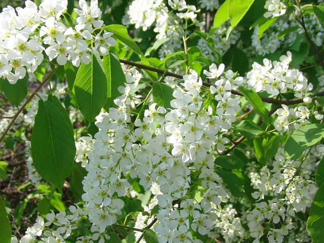 MERISIER, CERISIER DES OISEAUX . Fiches fleurs et plantes