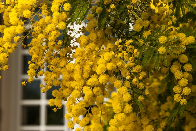 MIMOSA . Fiches fleurs et plantes