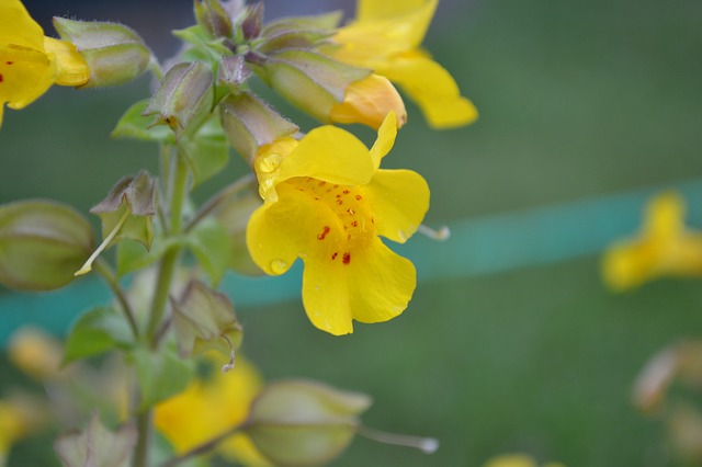 MIMULUS, MIMULE . Fiches fleurs et plantes