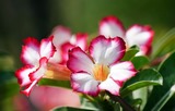 Adenium