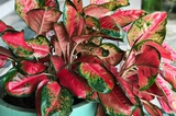 Aglaonema