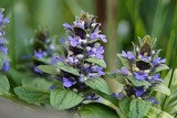 Ajuga