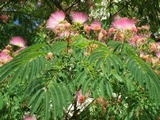 Albizia