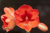 Amaryllis