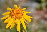 Arnica des Montagnes