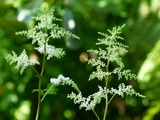 Aruncus