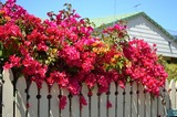 Bougainvillier
