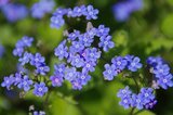 Brunnera