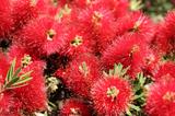 Callistemon