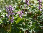 Corydalis