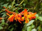 Crocosmia