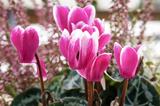 Cyclamen