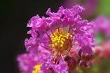 Lagerstroemia
