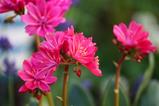 Lewisia