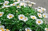 Marguerite