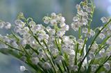 Muguet