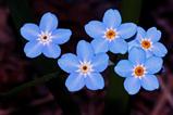 Myosotis