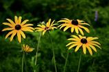 Rudbeckia